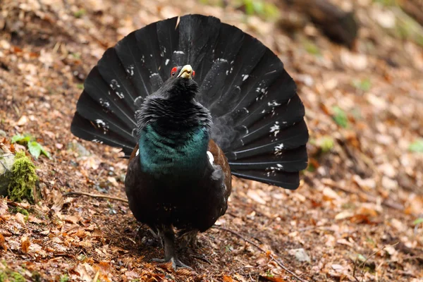 Capercalleie maing ritual — Stockfoto