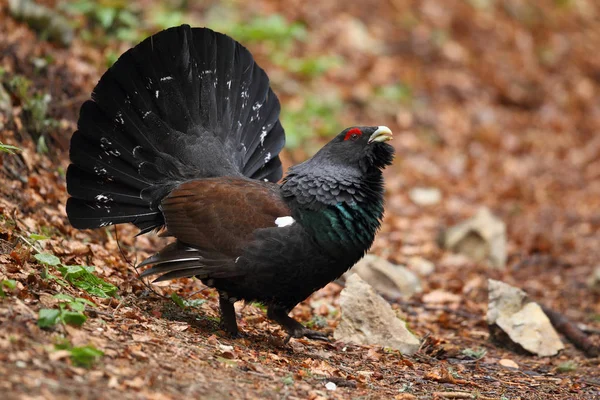 Capercalleie maing ritual — Stockfoto