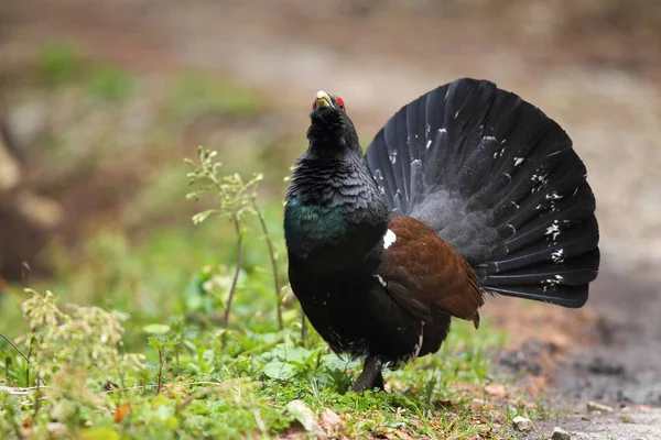 Capercalleie maing ritual — Stockfoto