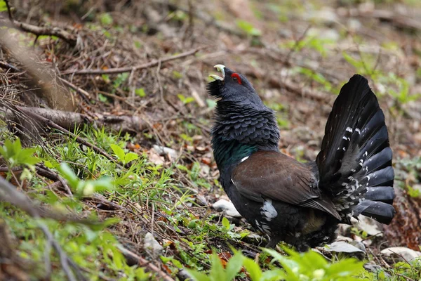 Capercalleie maing ritual — Stockfoto