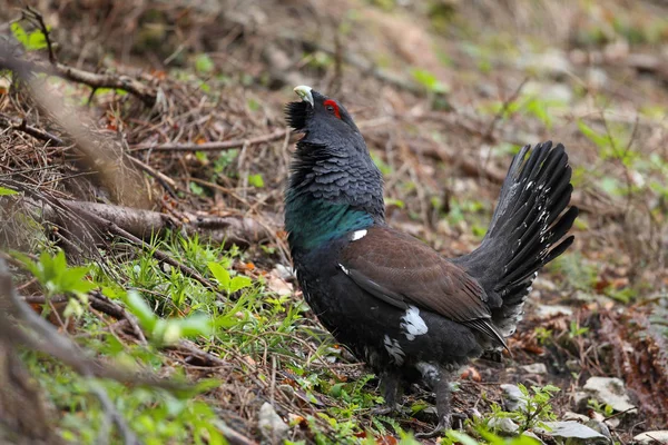 Capercalleie maing ritual — Stockfoto