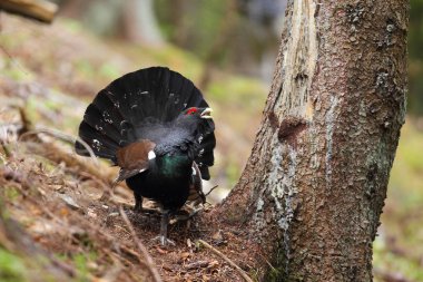 Capercalleie maing ritual