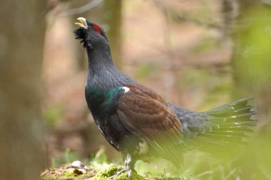 Capercalleie maing ritual