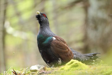 Capercalleie maing ritual