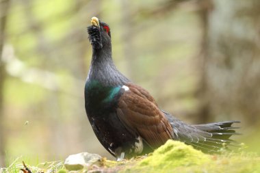 Capercalleie maing ritual
