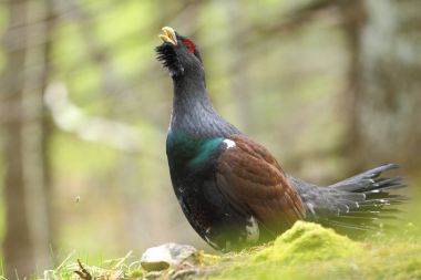 Capercalleie maing ritual