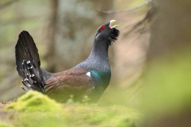 Capercalleie maing ritual