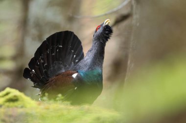 Capercalleie maing ritual