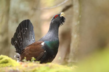 Capercalleie maing ritual