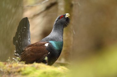 Capercalleie maing ritual