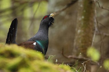 Capercalleie maing ritual