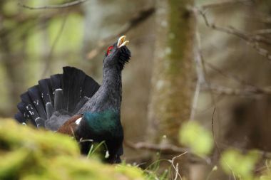 Capercalleie maing ritual