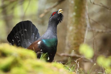 Capercalleie maing ritual