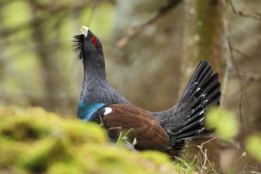 Capercalleie maing ritual