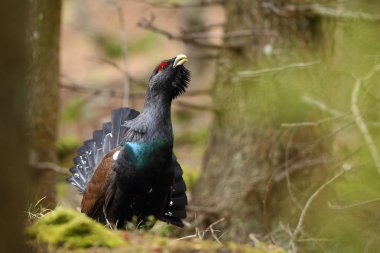 Capercalleie maing ritual