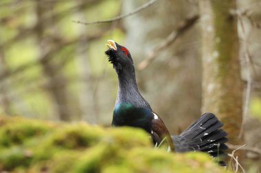 Capercalleie maing ritual