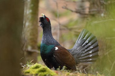 Capercalleie maing ritual