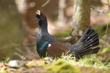 Capercalleie maing ritual