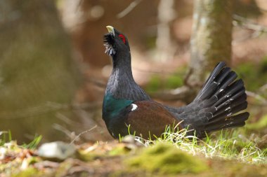 Capercalleie maing ritual