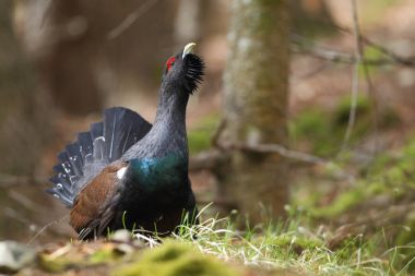 Capercalleie maing ritual