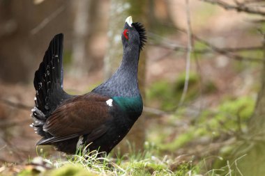Capercalleie maing ritual