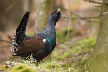 Capercalleie maing ritual