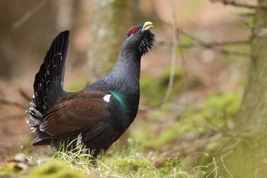 Capercalleie maing ritual