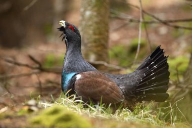 Capercalleie maing ritual