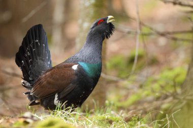 Capercalleie maing ritual