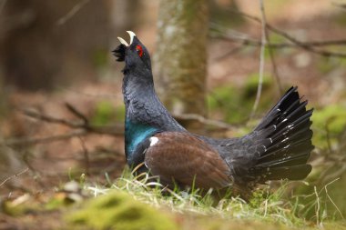 Capercalleie maing ritual