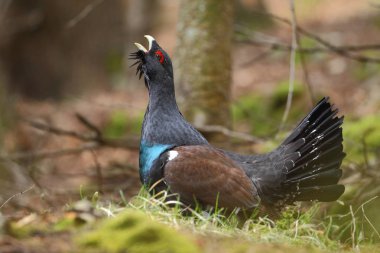 Capercalleie maing ritual