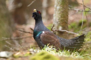 Capercalleie maing ritual