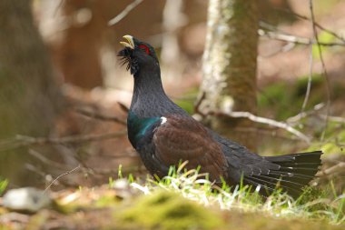 Capercalleie maing ritual