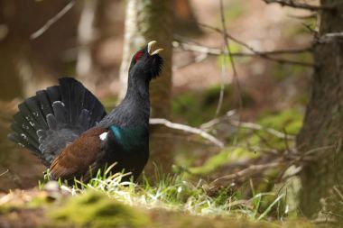 Capercalleie maing ritual