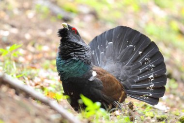 Capercalleie maing ritual
