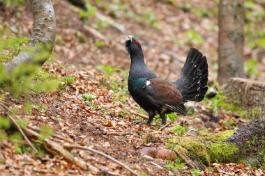 Capercalleie maing ritual