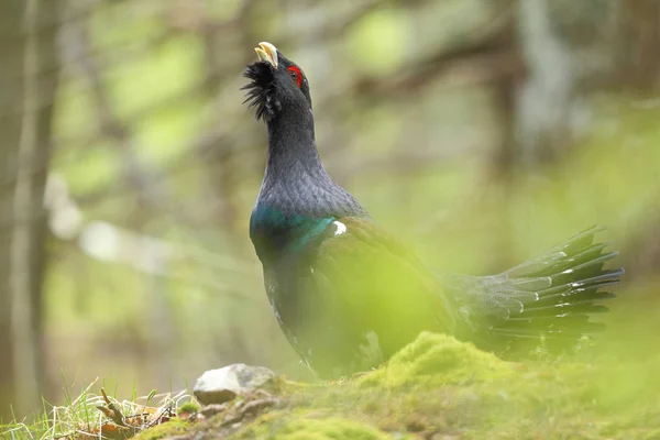 Capercalleie maing ritual — Stockfoto