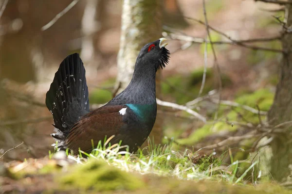 Capercalleie maing ritual