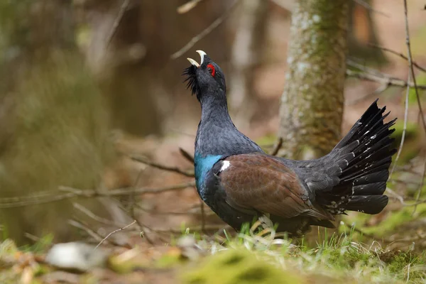Capercalleie maing ritual
