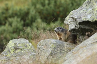 Alpler üzerinde Alp Dağ sıçanı