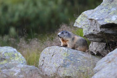 Alpler üzerinde Alp Dağ sıçanı