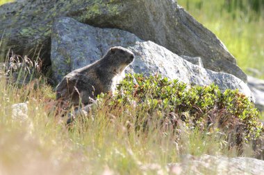 Alpler üzerinde Alp Dağ sıçanı