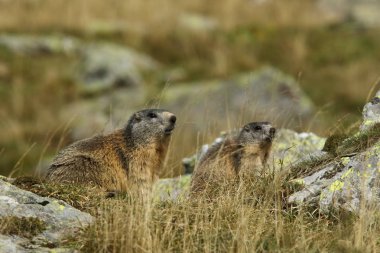 Alpler üzerinde Alp Dağ sıçanı