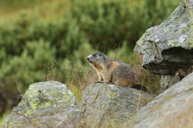 Alpler üzerinde Alp Dağ sıçanı