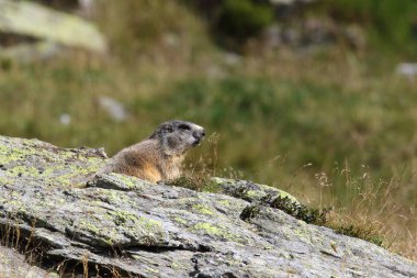 Alpler üzerinde Alp Dağ sıçanı