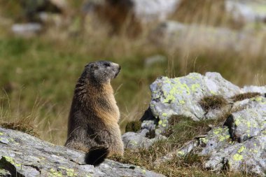 Alpler üzerinde Alp Dağ sıçanı