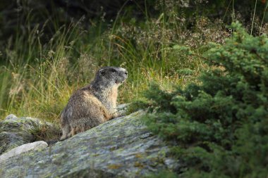 Alpler üzerinde Alp Dağ sıçanı