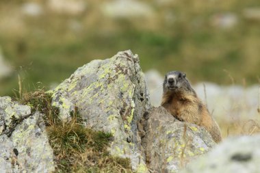 Alpler üzerinde Alp Dağ sıçanı