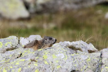Alpler üzerinde Alp Dağ sıçanı
