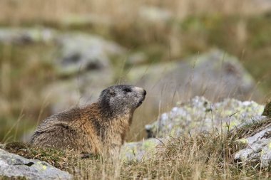 Alpler üzerinde Alp Dağ sıçanı